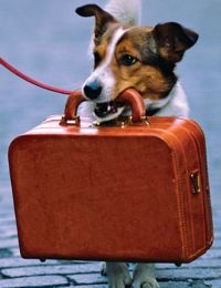 Cestování se psem o prázdninách 