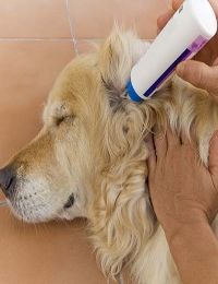 Jak čistit psovi uši 