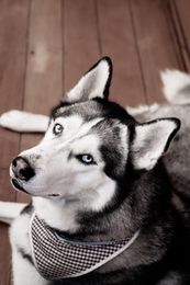 Plemena psů - husky