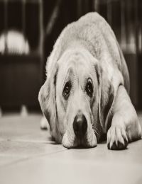 Vrhá na vás smutné psí oči. Jak poznat, že pes onemocněl? A co dělat?