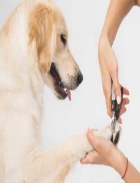 Stříhání drápků u psů nemusí být stresující záležitost